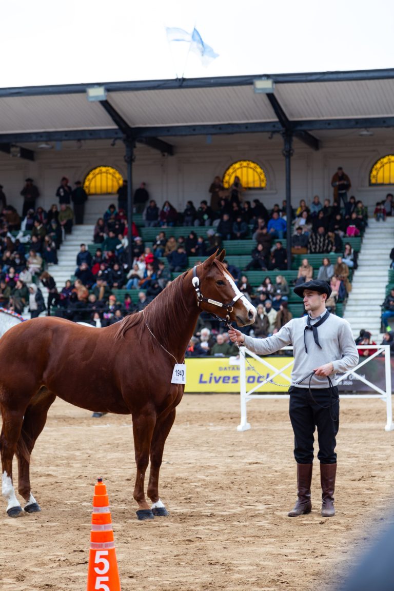 Expo Nuestros Caballos